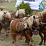 Shetland _Pony_G3_4a1(1)